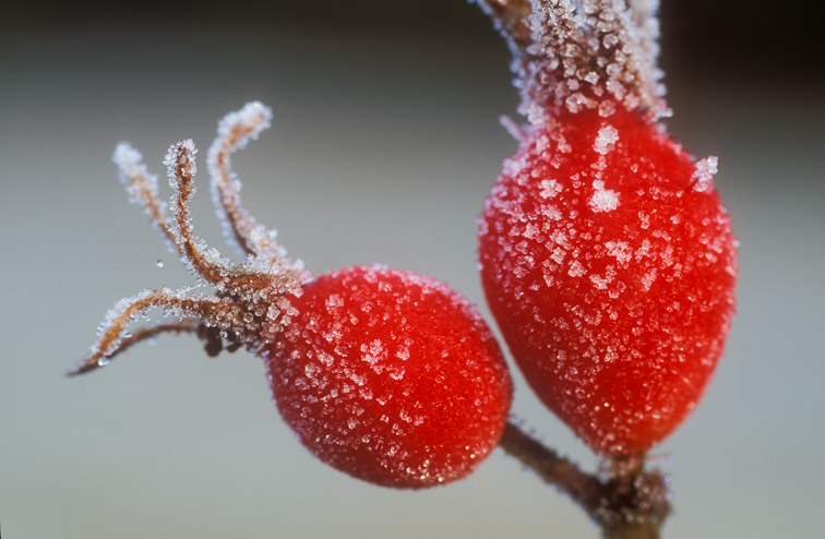 Rose hips coated in hoar frost. Scotland. 